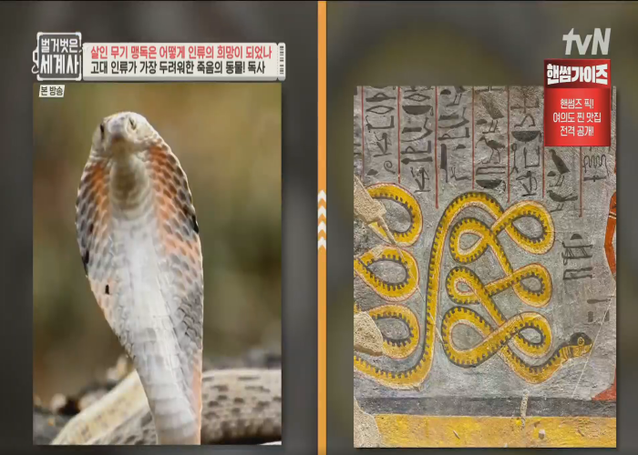 무료티비